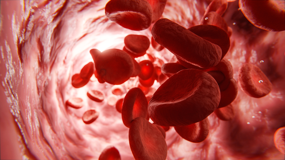 Rote Blutkörperchen oder Blutzellen fließen durch Ader oder Ve