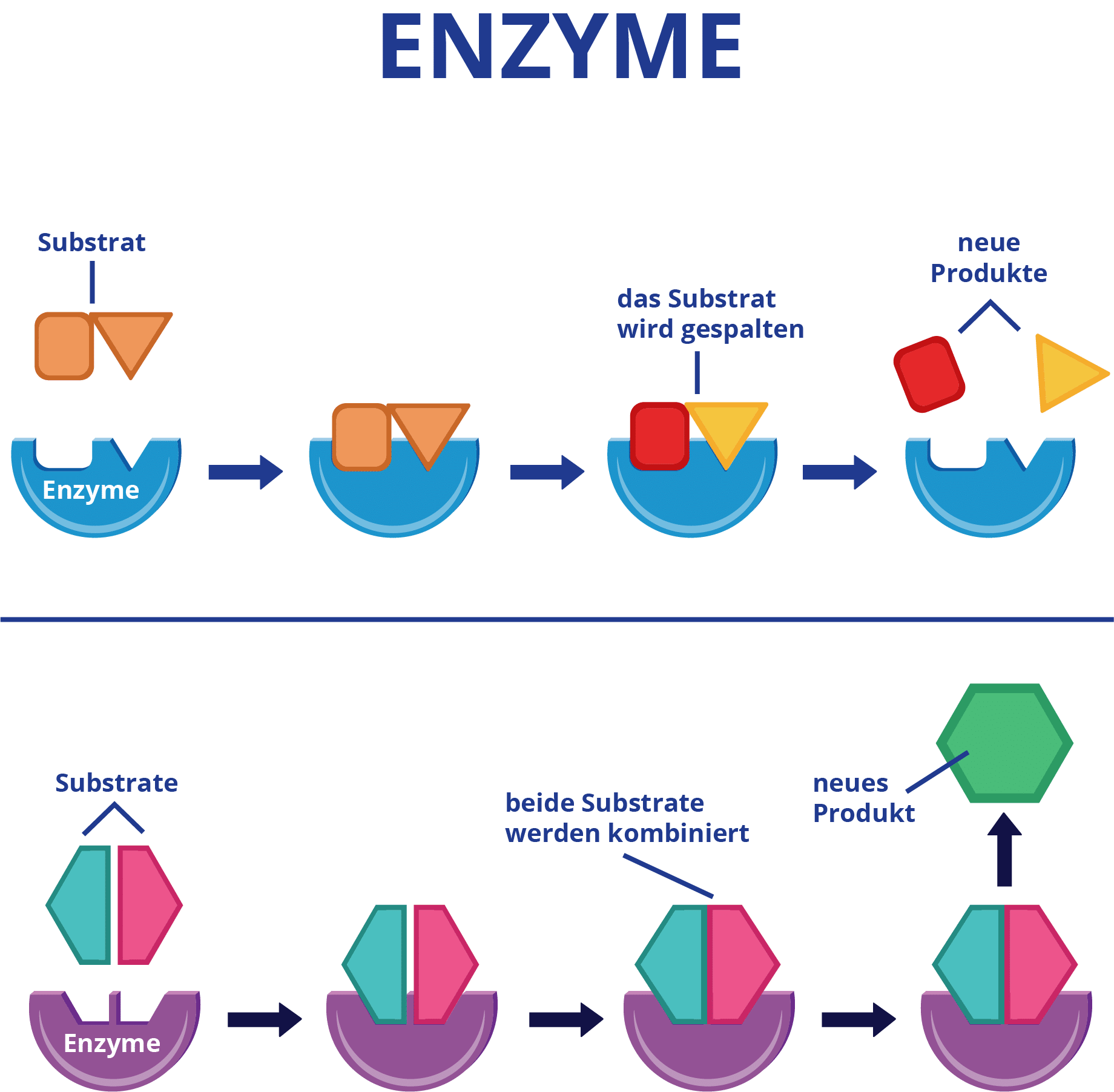 Was Sind Enzyme Einfach Erklärt Was sind Enzyme? | MensSana Shop