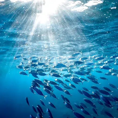 Das solltest du über Omega-3 Fettsäuren wissen Beitragsbild | MensSana Themenwelt