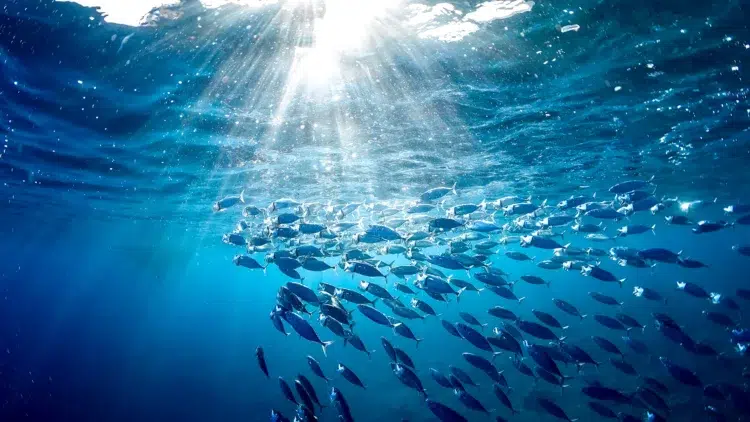 Das solltest du über Omega-3 Fettsäuren wissen Beitragsbild | MensSana Themenwelt